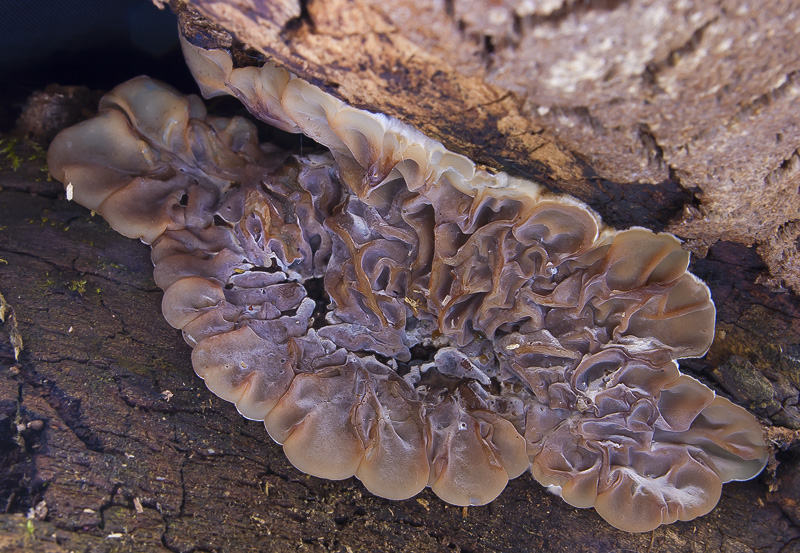 Auricularia mesenterica